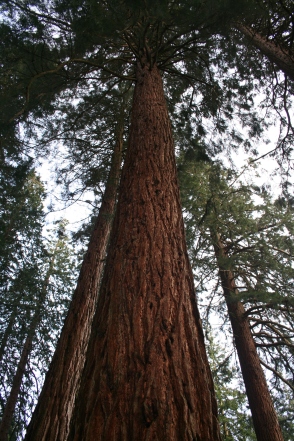 Redwood tree (c) Libby Hipkins 2012