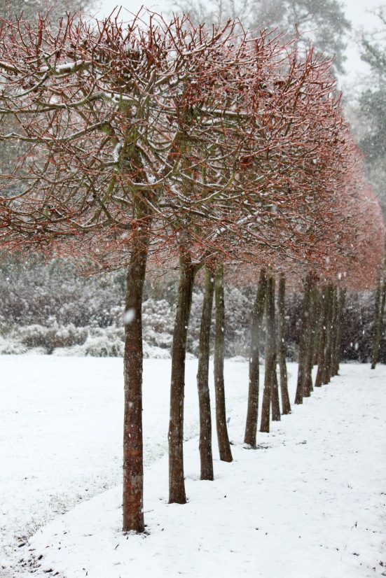 Trees in the snow, Wisley Gardens (c) Libby Hipkins 2012